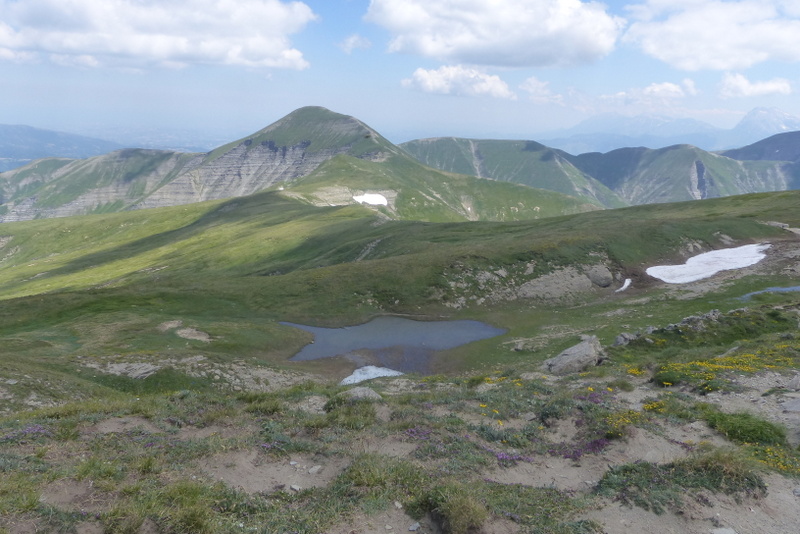 La Nigritella widderi a Pizzo di Sevo e Cima Lepri  -  luglio 2025